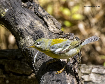 5F1A7726 Northern Parula 1yr09.jpg