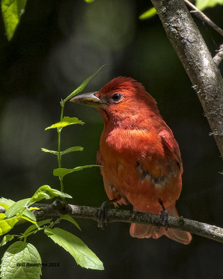 5F1A7802 Summer Tanager 09.jpg