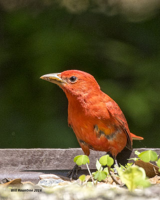 5F1A7817 Summer Tanager 09.jpg