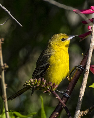 5F1A7356 Orchard Oriole f 10.jpg