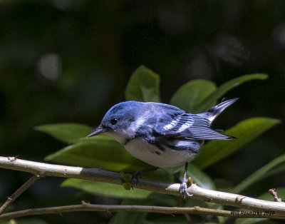 5F1A7551 Cerulean Warbler 10.jpg