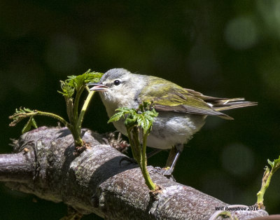 5F1A7594 Tennessee Warbler.jpg