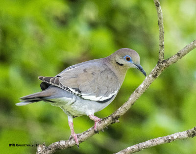 5F1A7852 White-winged Dove.jpg