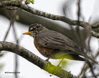 5F1A7855 Robin.jpg