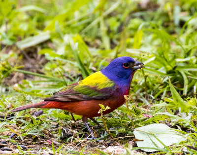 5F1A7931 Painted Bunting.jpg