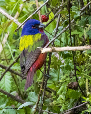 5F1A8004 Painted Bunting.jpg