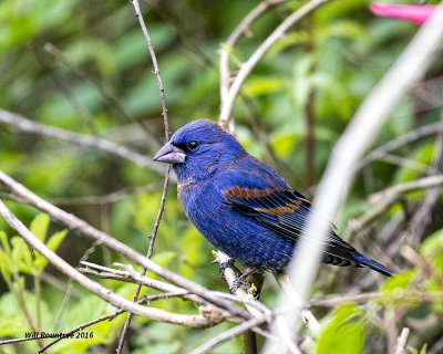 5F1A8057 Blue Grosbeak.jpg
