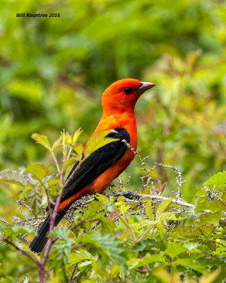 5F1A8104 Scarlet Tanager.jpg