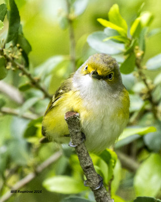 5F1A8121 White-eyed Vireo.jpg