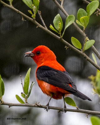 5F1A8143 Scarlet Tanager.jpg