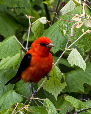 5F1A8164 Scarlet Tanager.jpg