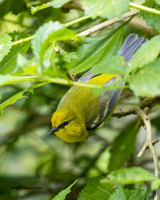 5F1A8183 Blue-wing Warbler.jpg