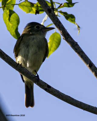 5F1A8415 Flycatcher.jpg
