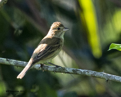 5F1A8425 Indigo Bunting f.jpg