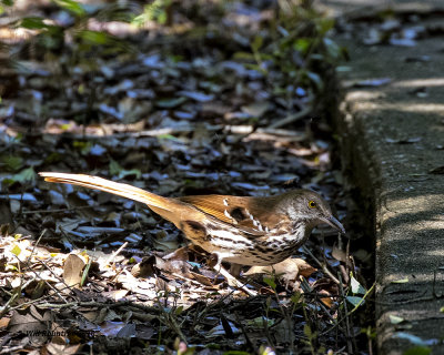 5F1A8494 Brown Thrasher.jpg