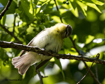 5F1A8516 Philadelphia Vireo.jpg