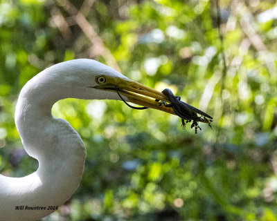 5F1A8555 Great Egret.jpg