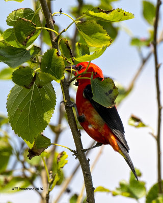 5F1A8729 SCarlet Tanager.jpg