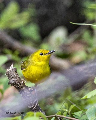 5F1A8828 Hooded Warbler f.jpg