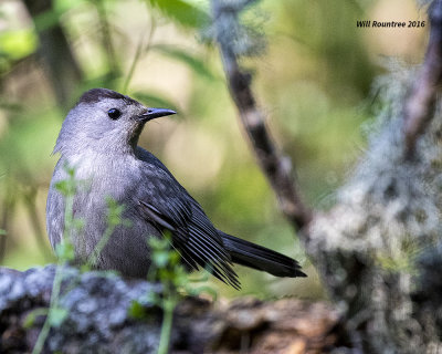 5F1A8874 Gray Catbird.jpg