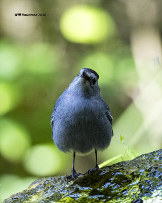5F1A8887 Gray Catbird.jpg