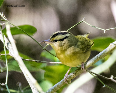 5F1A8921 Worm-eating Warbler.jpg