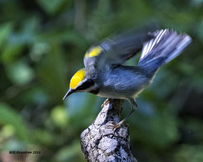 5F1A8936 Golden-winged Warbler.jpg