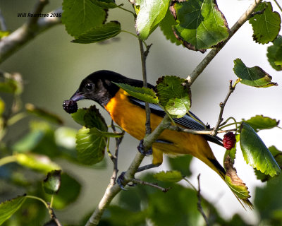 5F1A8999 Baltimore Oriole.jpg