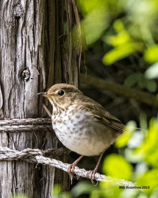 5F1A8773 Veery.jpg