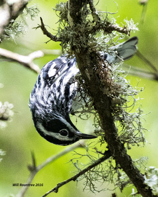 5F1A8805 Black White Warbler.jpg