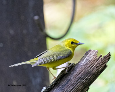 5F1A8817 Hooded Warbler f.jpg