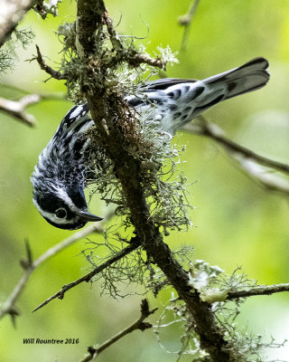 5F1A8799 Black White Warbler.jpg