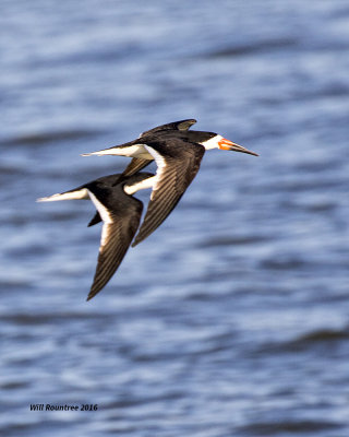 5F1A9030 Black Skimmers.jpg