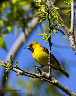 5F1A9047 Orchard Oriole.jpg