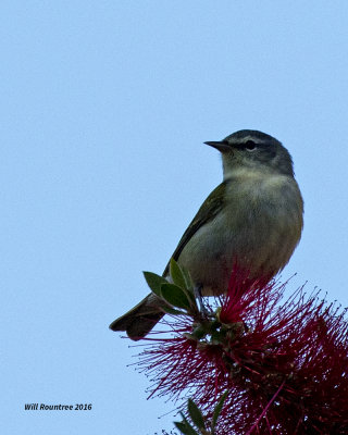 5F1A9102 Tennessee Warbler.jpg