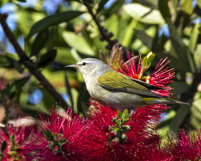 5F1A9129 Tennessee Warbler.jpg