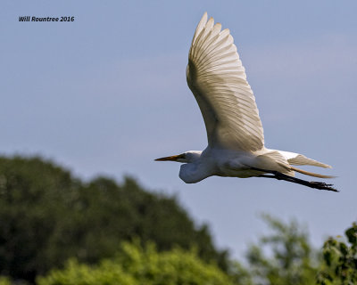 5F1A9182 Great Egret.jpg
