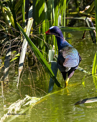 5F1A9211Purple Gallinule.jpg