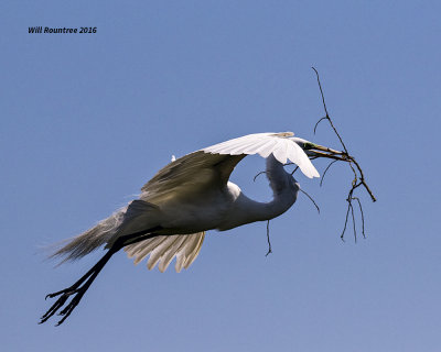 5F1A9283 Great Egret.jpg