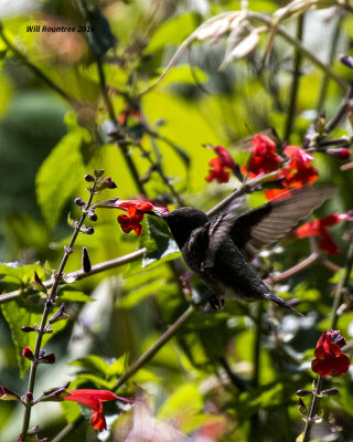 5F1A9339 Ruby-throated Hummingbird.jpg