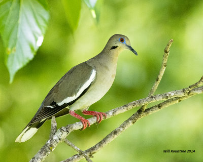 5F1A9396 White-wing Dove.jpg