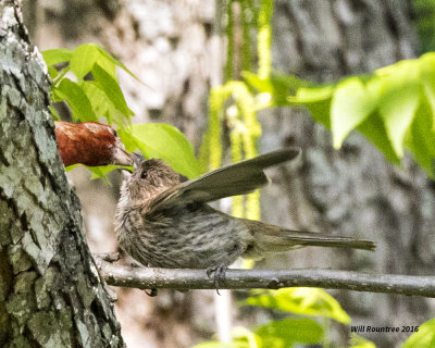 5F1A9424 House Finches.jpg