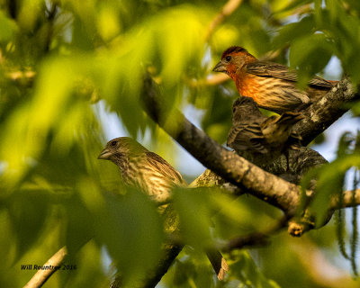 5F1A9439 House Finch family.jpg