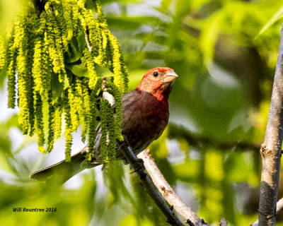 5F1A9449 House Finch m.jpg