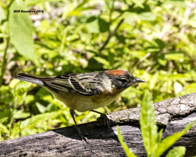 5F1A0001 Bay-breasted Warbler.jpg