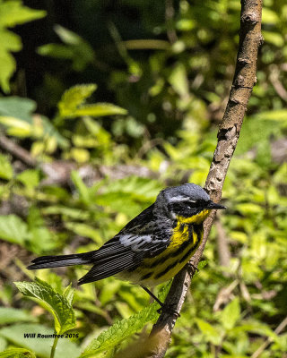 5F1A0020 Magnolia Warbler.jpg