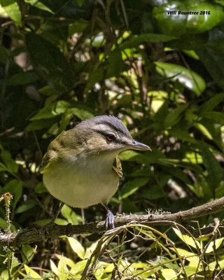 5F1A0065 Red-eyed Vireo.jpg
