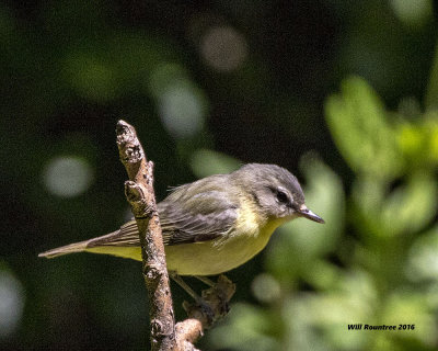 5F1A0170 Philadelphia Vireo.jpg