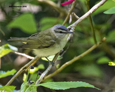 5F1A0201 Red-eyed Vireo.jpg