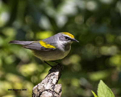 5F1A0230 Golden-winged Warbler.jpg